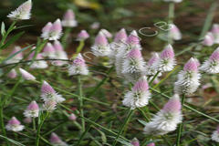 Celosia argentea